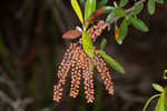 Buckwheat tree <BR>Black titi